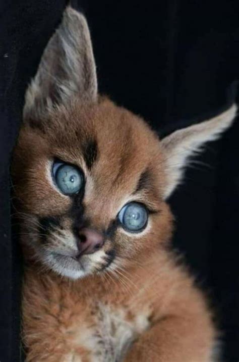 Baby Caracal. : r/pics