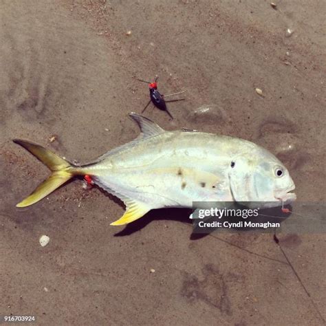 448 Permit Fish Stock Photos, High-Res Pictures, and Images - Getty Images