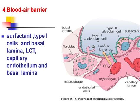 PPT - Respiratory System PowerPoint Presentation, free download - ID:6108170