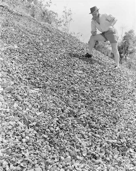 Archaeological shell midden at Weipa | naa.gov.au