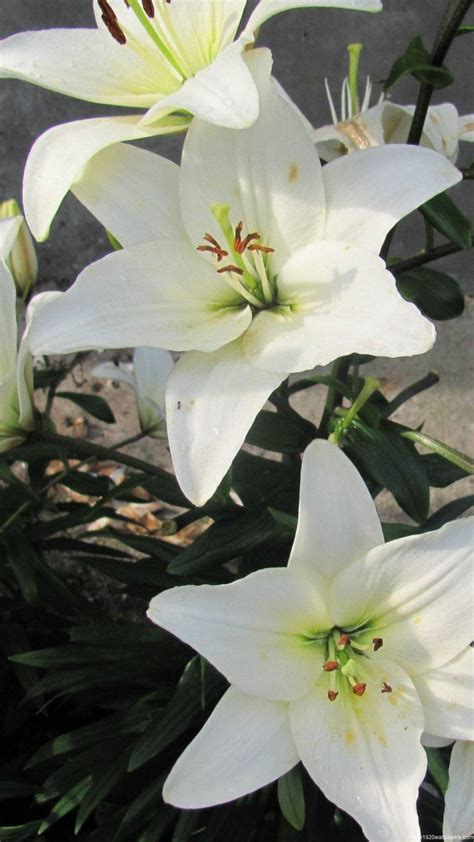 White Lily Wallpapers - Top Free White Lily Backgrounds - WallpaperAccess