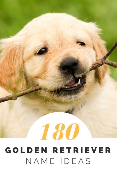 a golden retriever dog holding a branch with the words, 1800 golden retriever name ideas