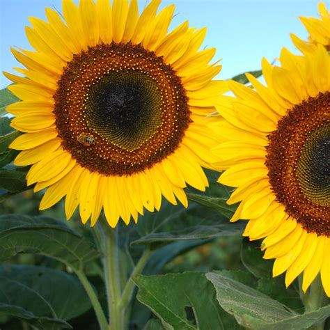 Sunflower Taiyo Organic – Harris Seeds