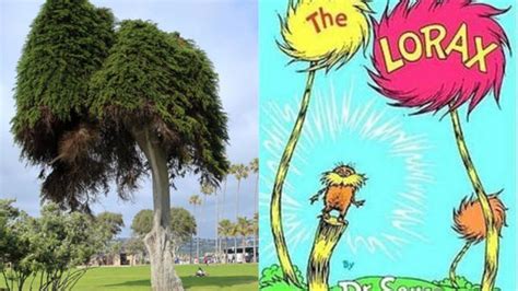 Lorax Trees Real Life