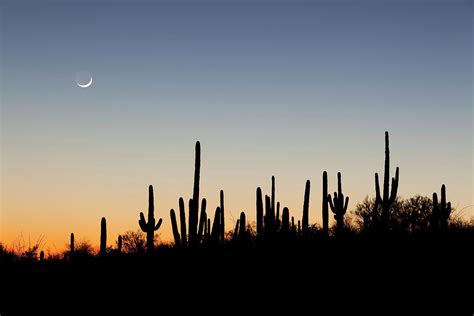 Desert Sunset With Cacti Silhouettes Photograph by Dougbennett - Fine Art America