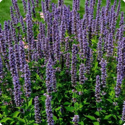 Hyssop Seeds - Anise Hyssop - Heirloom Untreated NON-GMO From Canada