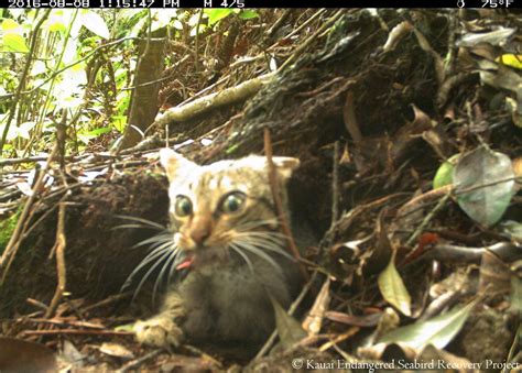 feral cat, endangered seabird, kauai - Honolulu Civil Beat