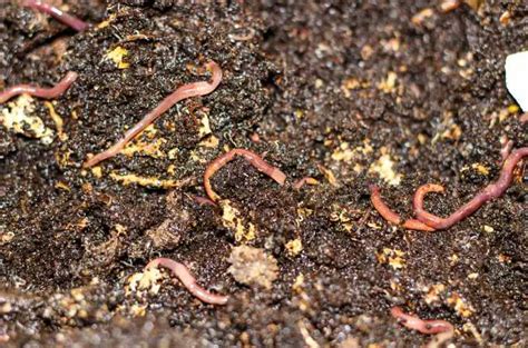 ᐅ Do Rabbits Eat Worms? | Toxic or Healthy