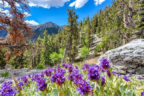 15 Mount Charleston Hiking Trails: Our Favorites