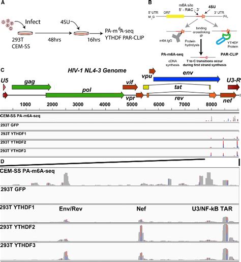 viral gene expression | Semantic Scholar