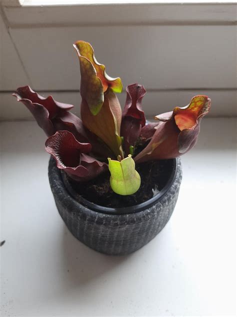 My venus flytrap is flowering : r/BotanicalPorn