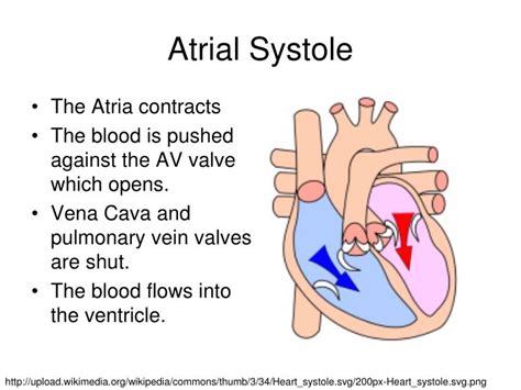 PPT - How your Heart beats… PowerPoint Presentation - ID:3257778