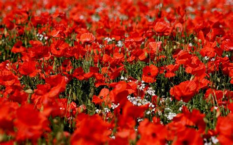 Related image | Poppies, Flower desktop wallpaper, Poppies wallpaper