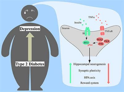 Frontiers | Insulin Resistance as a Shared Pathogenic Mechanism Between Depression and Type 2 ...