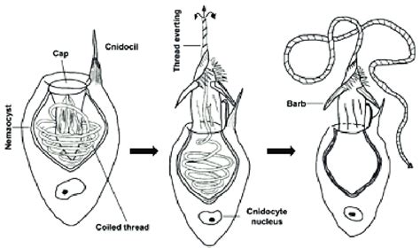 Stages of the nematocyst discharge. Image reproduced based on G ...