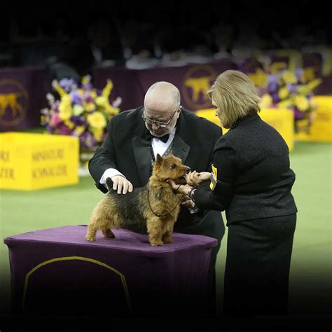 Mexiko vymenovanie India how to register a dog to the uk kennel club odteraz detektívka počúvam ...