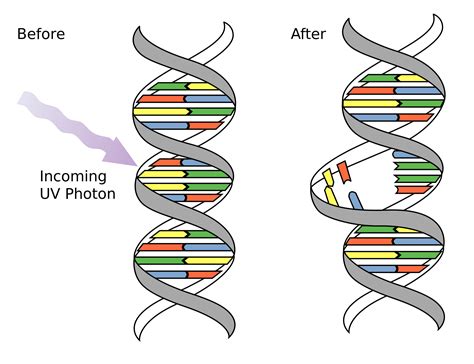 DNA Mutations - Genetics Generation