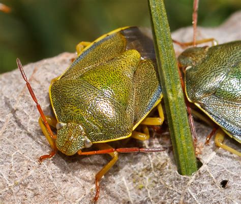 Focus On Wildlife: Shield Bugs