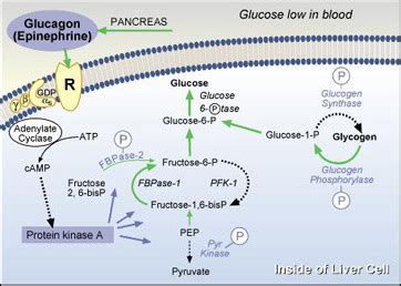 Glucagon