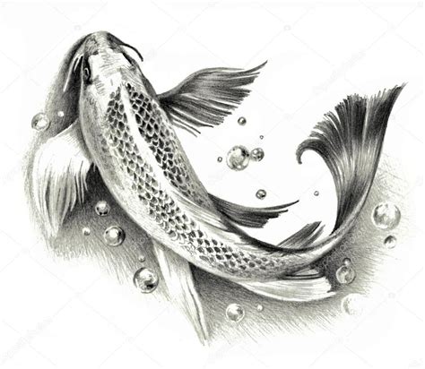 Sketch - Japanese koi fish isolated on a white background. Pencil drawing Stock Photo by ...