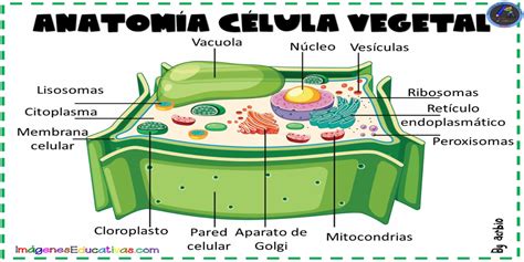 Celula Vegetal Y Funciones - Dinami