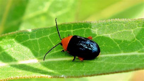 Flea Beetle - Environmental Factor