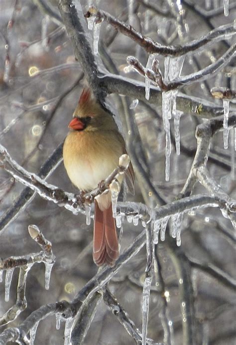 Winter Wonderland Cardinal - FeederWatch