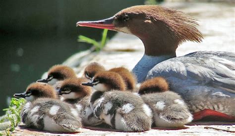 Common Merganser with adorable young! | BirdNote