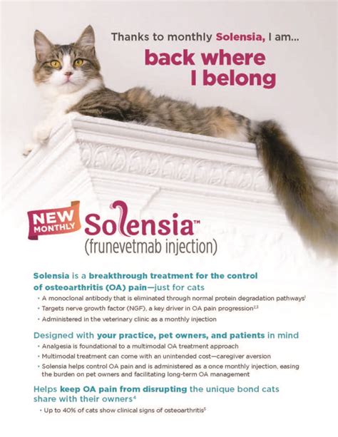 Cat Arthritis Pain With Solensia | Cimarron Animal Hospital