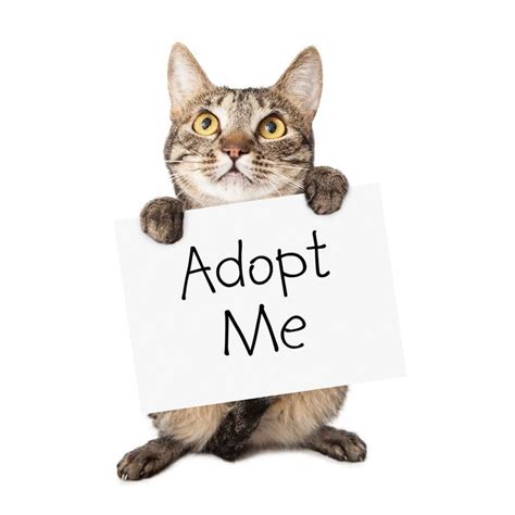 10 Reasons to Adopt a Cat | Cat adoption, Kitten adoption, Cats