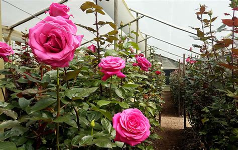 Rose Plantation Visit | Rooms | Ilatoa Lodge | Hotel in Tumbaco, Ecuador