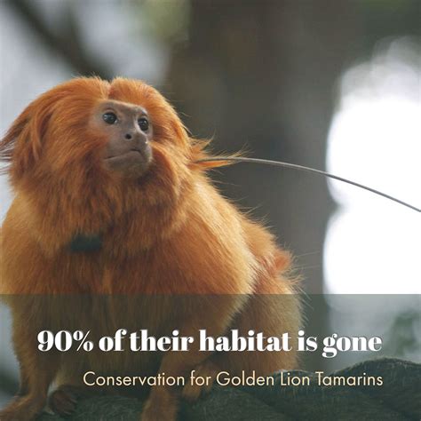 Golden Lion Tamarin Conservation on Behance