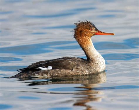 Canadian Geographic Photo Club - Common merganser female