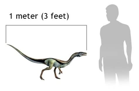 Compsognathus Etymology, Facts, Classification, Adaptation and Behavior