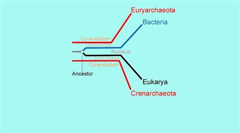 Evolution of the Three Domains of Life: The Archaea-First Hypothesis ...