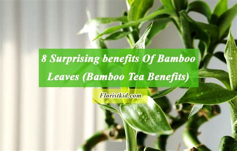 8 Surprising benefits Of Bamboo Leaves (Bamboo Tea Benefits)