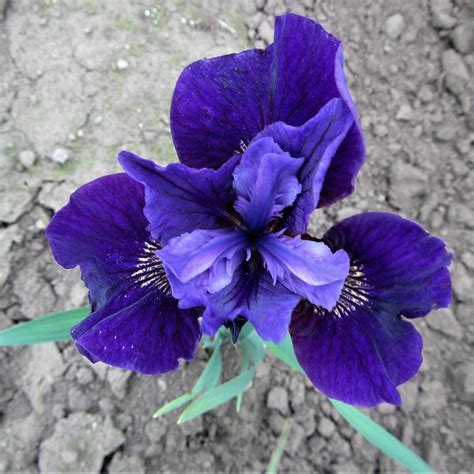 Siberian Iris Bulbs for Sale – Easy To Grow Bulbs