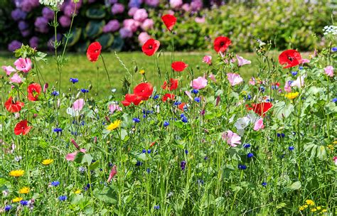 How to Sow Wildflower Seeds