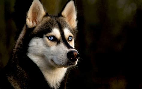 Animais Husky siberiano HD Papel De Parede