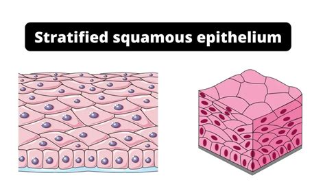 Stratified Squamous Epithelium Function, Definition, Location, Types.