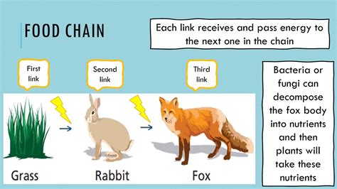 Fox Food Chain To Plant