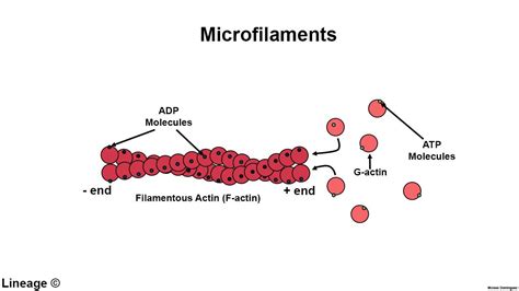 Microfilaments morphology