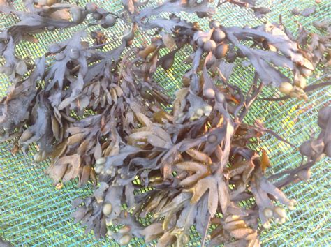 Whole Leaf Bladderwrack (Fucus Vesiculosus) Fresh or Dried - The Irish Seaweed Company