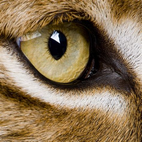 Lynx Eye | Animaux nature, Peinture de chat, Anatomie animale