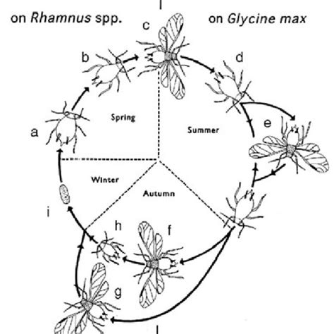 Life cycle of the soybean aphid, A. glycines. Aphid stages are as ...