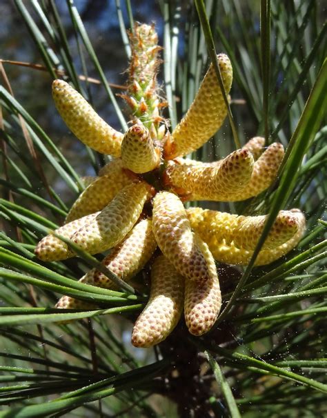 Male pine cone, with pollen on spiderweb, sooc, near Lake … | Flickr