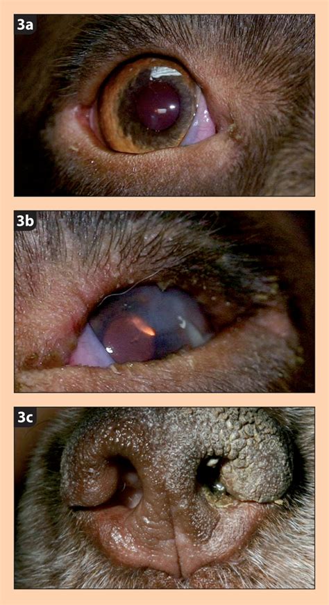 Keratoconjunctivitis sicca in dogs: causes, diagnosis and treatment | Vet Times