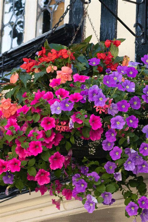 Geranium Hanging Baskets (Care Guide, PICTURES and more) - Garden Tabs