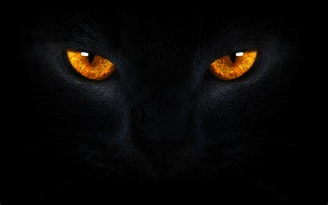 Cat Eyes Wallpaper - WallpaperSafari