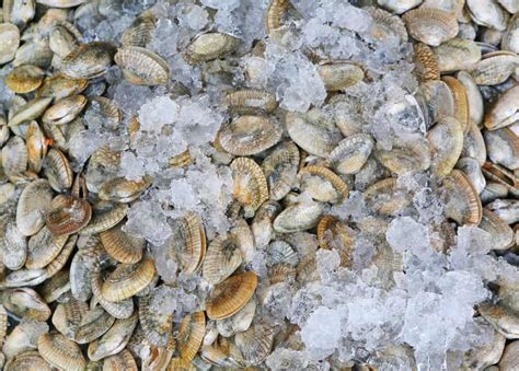 Freshwater Clams: The Many Different Kinds With Their Care Guides